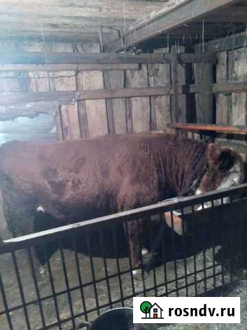 Бык герефорд Саргатское - изображение 1