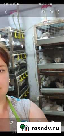 Клетки для кур Майский - изображение 1