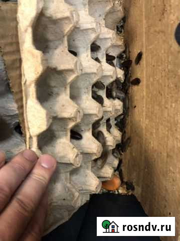 Тараканы, зофобас Омск - изображение 1