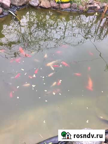 Карпы кои Смоленск - изображение 1