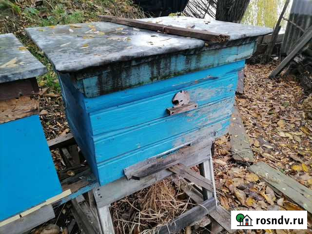 Улей Каневская - изображение 1