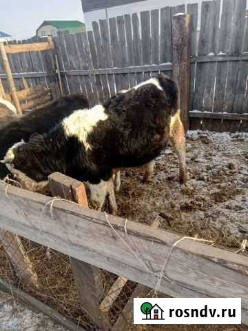 Быки на мясо Хомутово - изображение 1