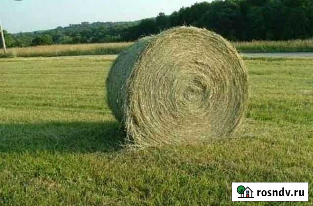 Сено в рулонах Тамбовка - изображение 1