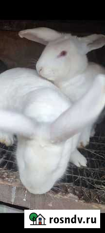 Кролики Улан-Удэ - изображение 1