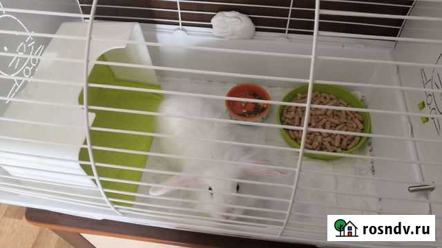 Декоративный кролик с клеткой и всем необходимым Набережные Челны - изображение 1