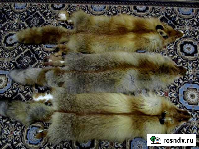 Шкуры Лисы Ярославль - изображение 1