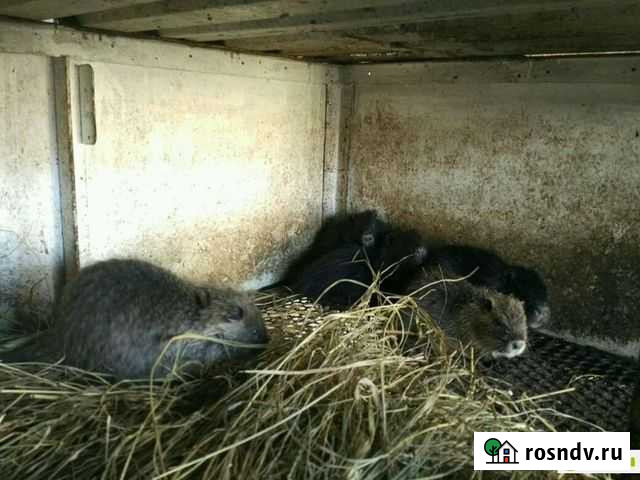 Меня нутрят на ваши предложения Россошь - изображение 1