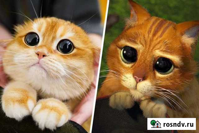 Передержка кошек на время отпуска Калуга - изображение 1