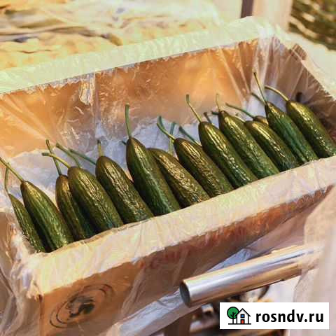 Огурцы тепличные сорт мева оптом Томск - изображение 1