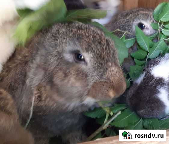 Крольчата Туапсе - изображение 1