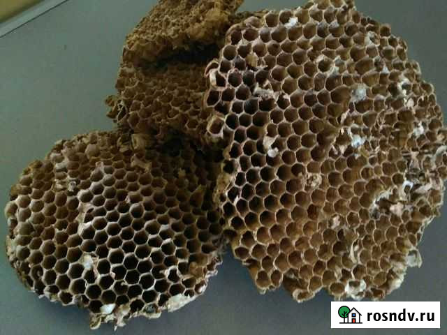 Осиное гнездо Великий Новгород - изображение 1