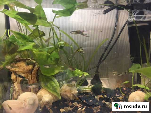 Рыба гуппи Заречный - изображение 1