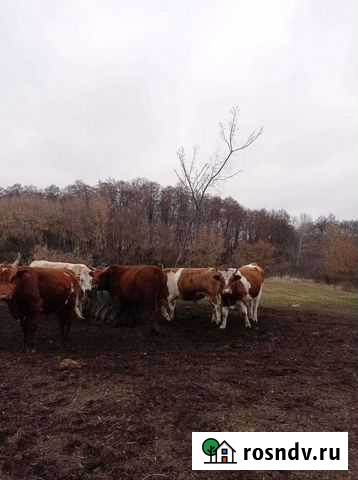 Быки Урюпинск - изображение 1