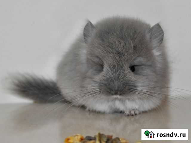 Шиншиллы разных окрасов. Консультации клуба Красноярск - изображение 1