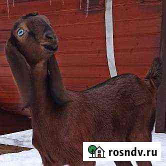 Нубийские козочки Яхрома