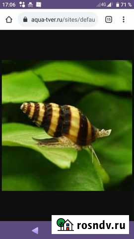 Улитка Хелена Дубна - изображение 1