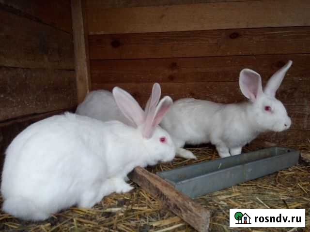 Продам кроликов пород Панон белый Мценск - изображение 1