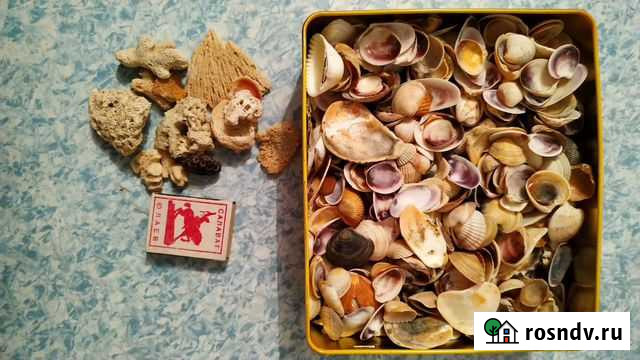 Продам морские ракушки Красноярск - изображение 1