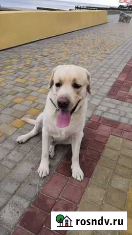 Вязка лабрадор ретривер Нижневартовск - изображение 1