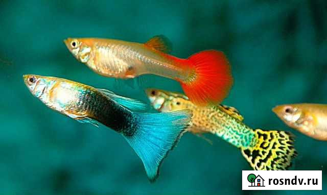 Аквариумные рыбки Мценск - изображение 1