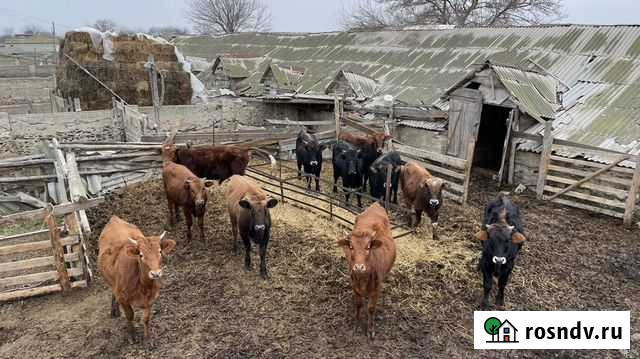 Телята бычки Новый Чиркей - изображение 1
