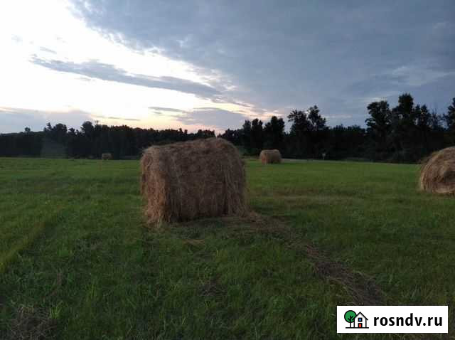 Сено в тюках Краснотуранск - изображение 1