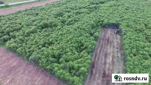 Расчистка от древесно-кустарниковой растительности Вологда - изображение 1