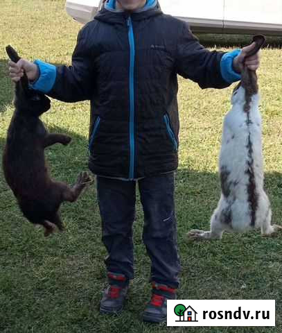 Кролики живые Воротынец - изображение 1