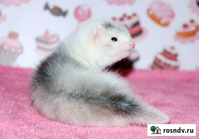 Очаровательные хорятки фаворитики Москва - изображение 1