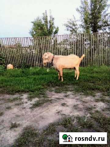 Племенной козел Амур Совхоз Селезнёвский - изображение 1