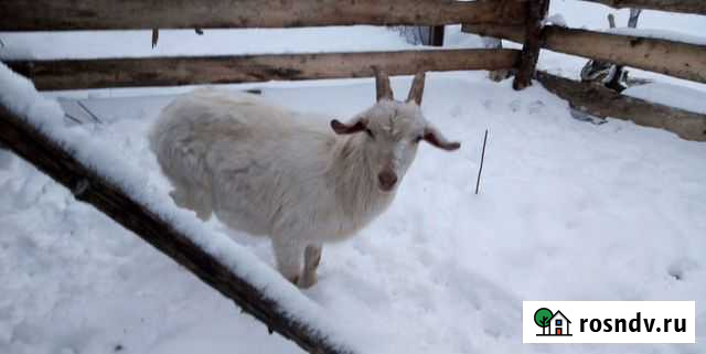 Заано - нибийский козлик 50/50 Сафоново - изображение 1