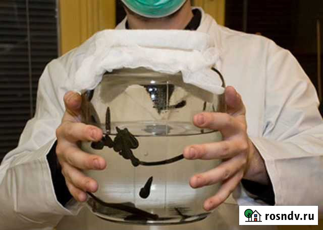 Сертифицированные Пиявки Уфа - изображение 1