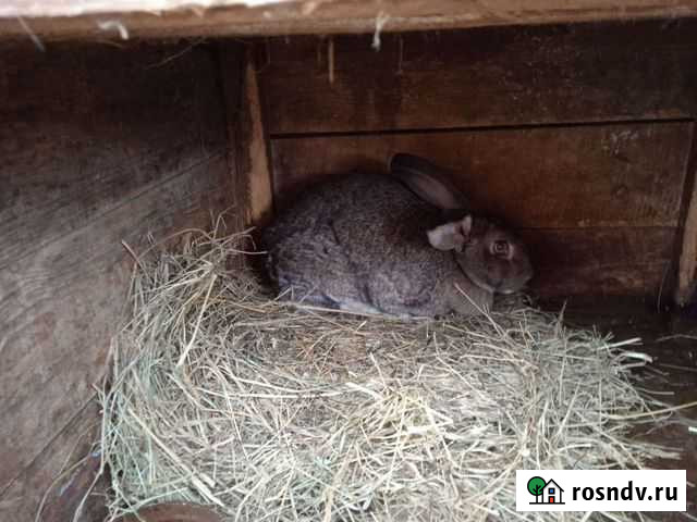 Кролики Давыдово - изображение 1