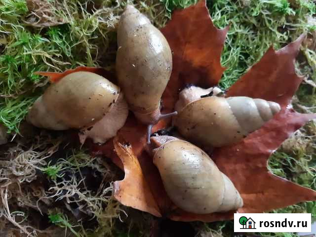 Улитки разные Москва - изображение 1