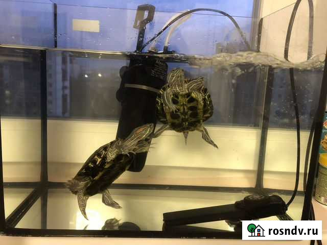 Красноухая черепаха Москва - изображение 1