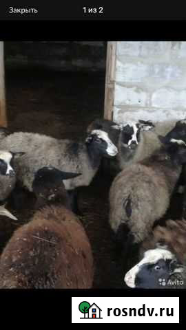 Овцы Акуша - изображение 1