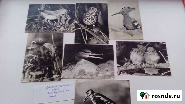 Открытки птицы животные Череповец - изображение 1