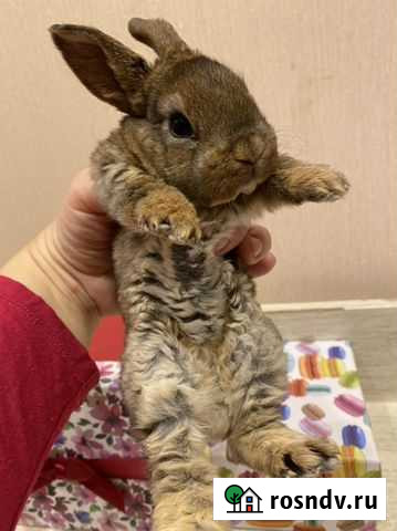 Декоративный крольчонок mini плюшевый Санкт-Петербург - изображение 1