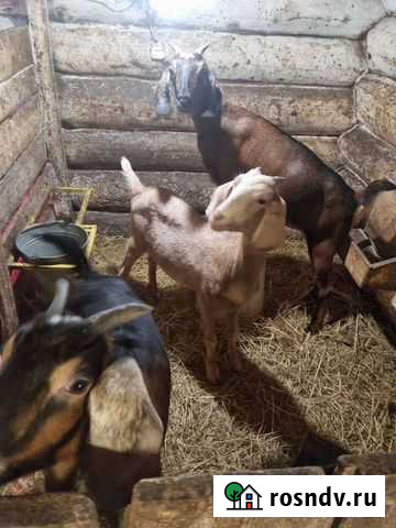 Нубийские козлята Красномайский - изображение 1