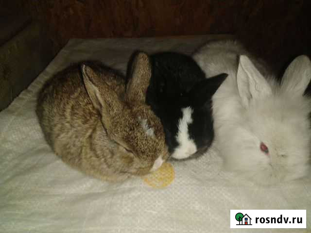 Декоративные кролики Ясногорск - изображение 1