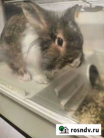 Кролик с клеткой Всеволожск - изображение 1