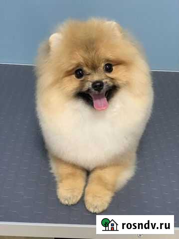 Стрижка собак и кошек. Груминг Сочи - изображение 1