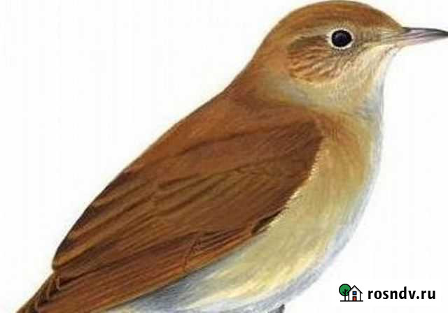 CD диск Соловьиная трель пение птиц в MP3 Сыктывкар - изображение 1