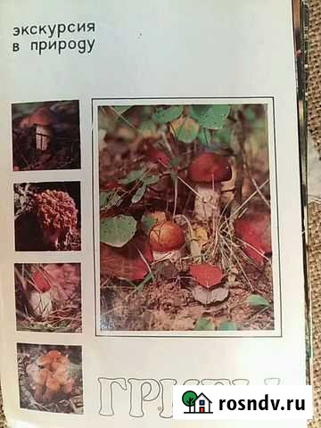 Открытки грибы СССР Омск - изображение 1