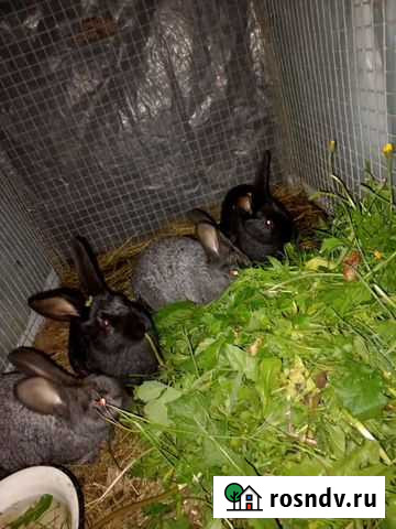 Кролики мясных пород Ферзиково - изображение 1