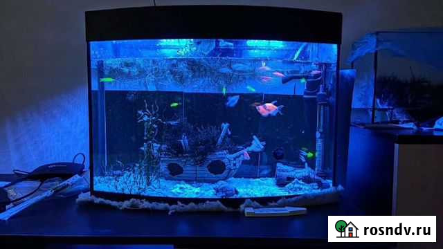Аквариум, с рыбками, и все необходимое Красноярск - изображение 1
