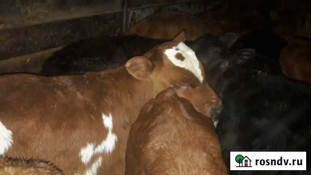 Телки бычки Канаш - изображение 1