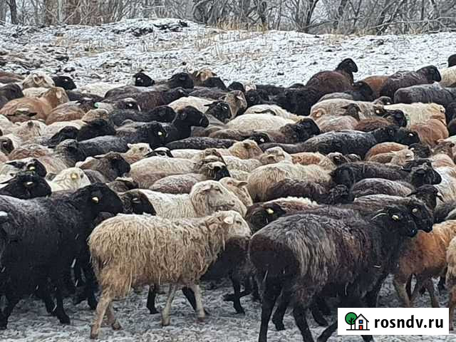 Курдючные бараны овцы Илек - изображение 1