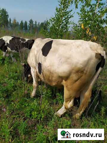 Бык 3,5 г.на мясо Братск - изображение 1