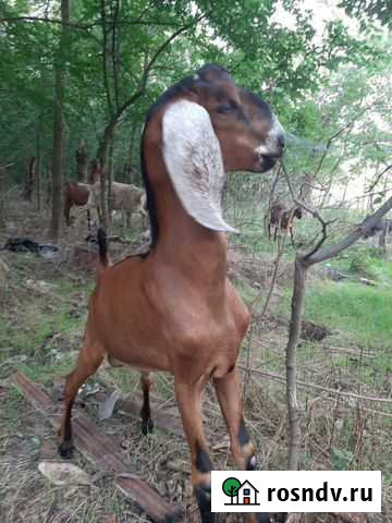 Продаются козлики,окот март месяц Кропоткин - изображение 1